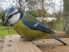 Mesange_Bleue