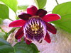 passiflore rouge