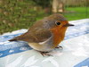 rouge gorge gros plan