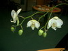 orchides