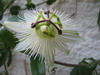 passiflore blanche