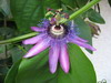 passiflore violette