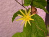 passiflore jaune